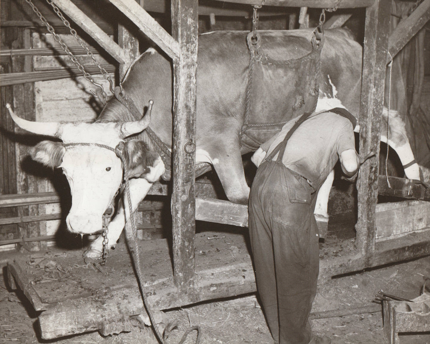 "Shoeing oxen at Lunenburg"