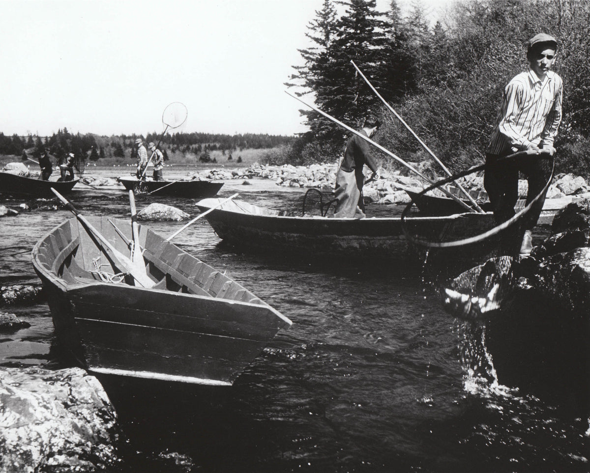 Netting a fish