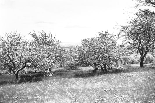 Apple Orchards in bloom