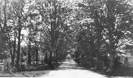 Avenue of Maples, Ellershouse