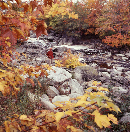 Fall Colour - Dear Hunting