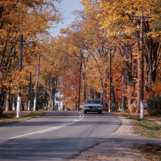 Car Driving through Trees
