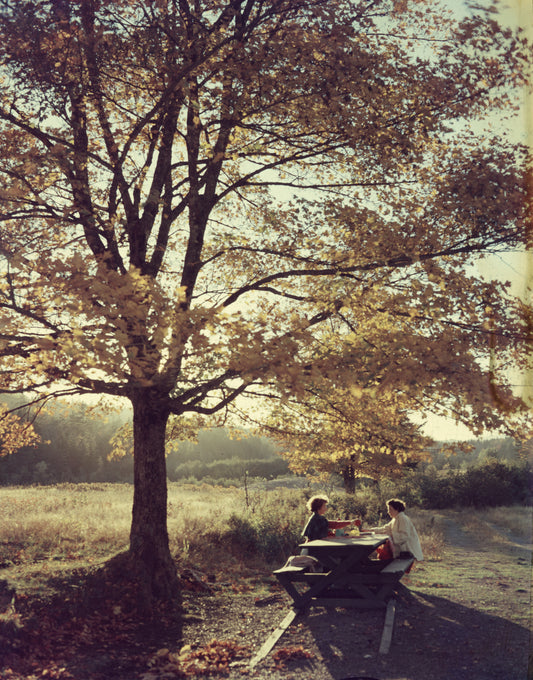 Picnic Under a Tree