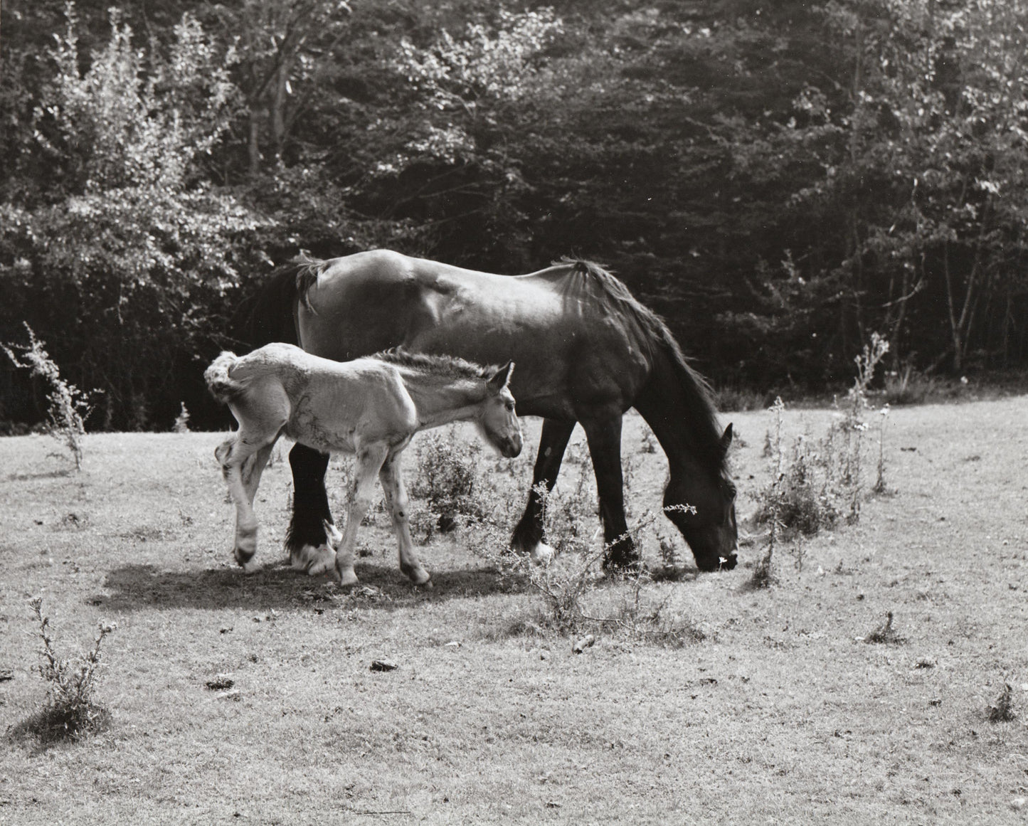 Near Antigonish, horse and colt