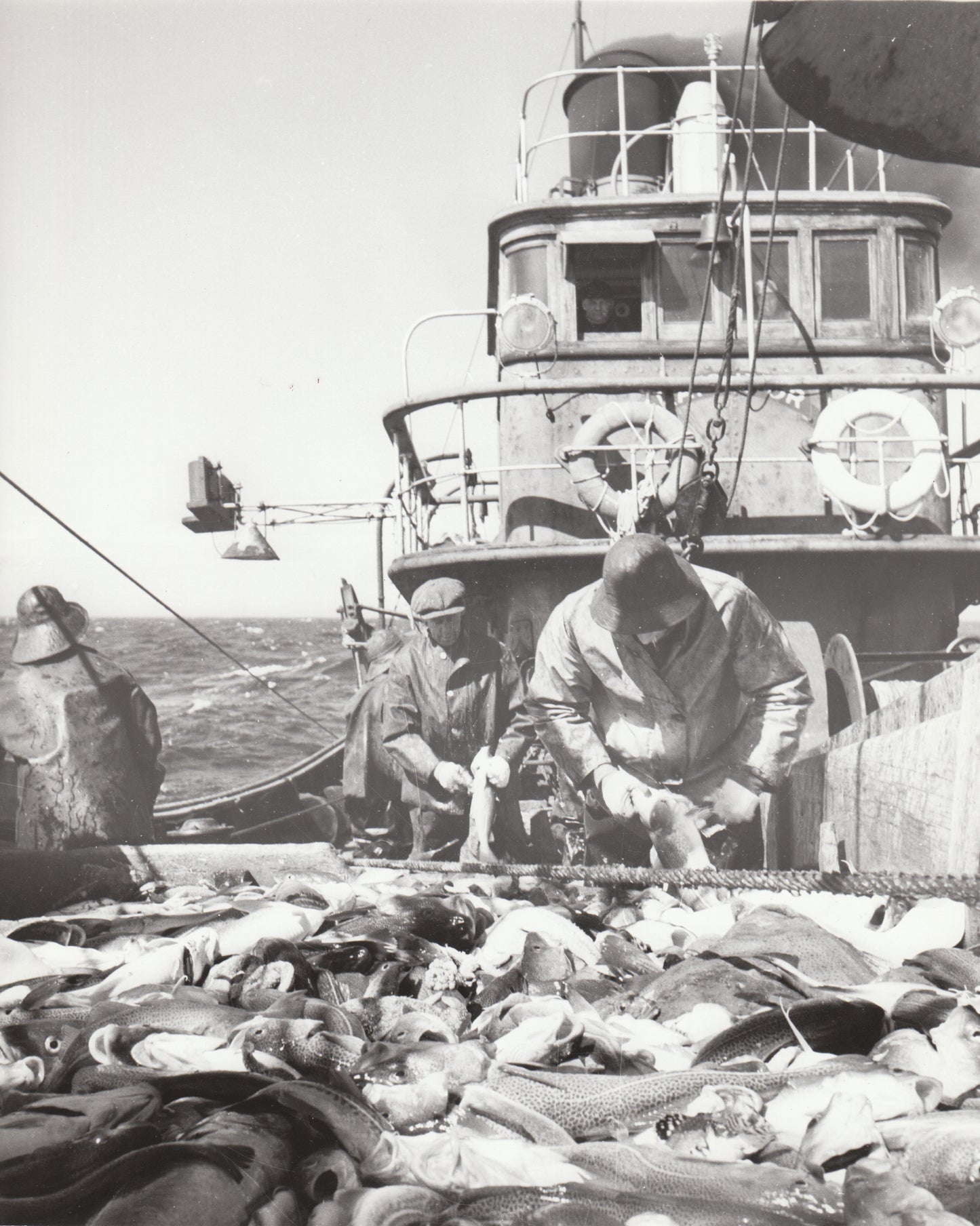 Cleaning fish on board a trawler