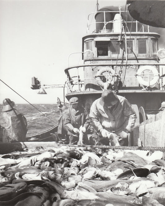 Cleaning fish on board a trawler