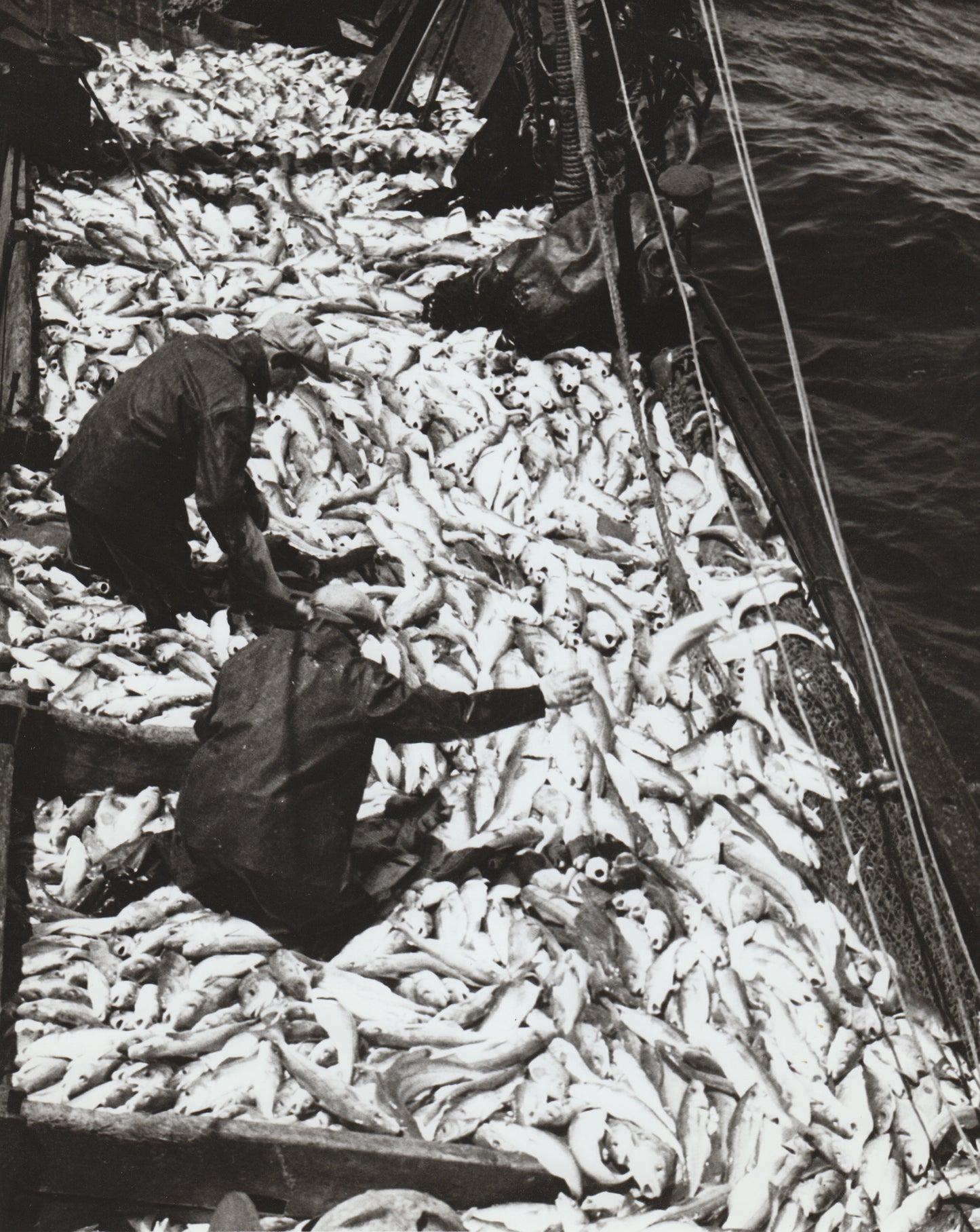 Largest single haul ever brought in, in a trawler