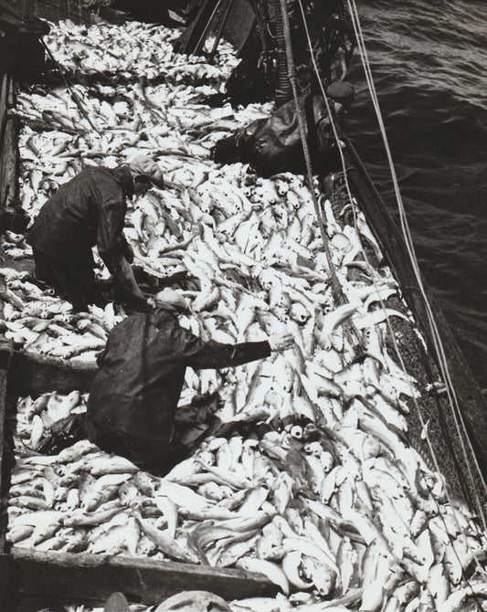 Largest single haul ever brought in, in a trawler