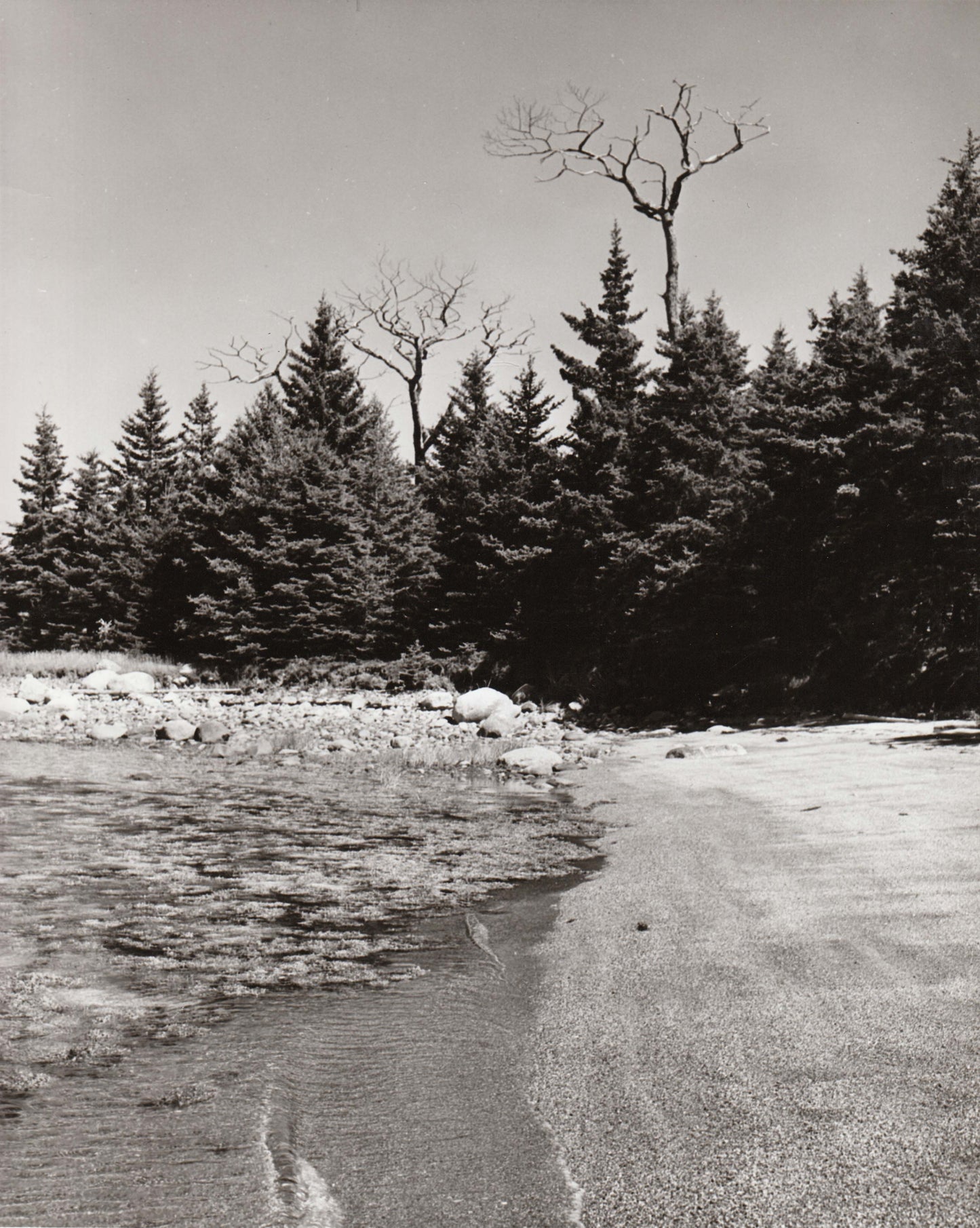 Remaining oaks on Oak Island