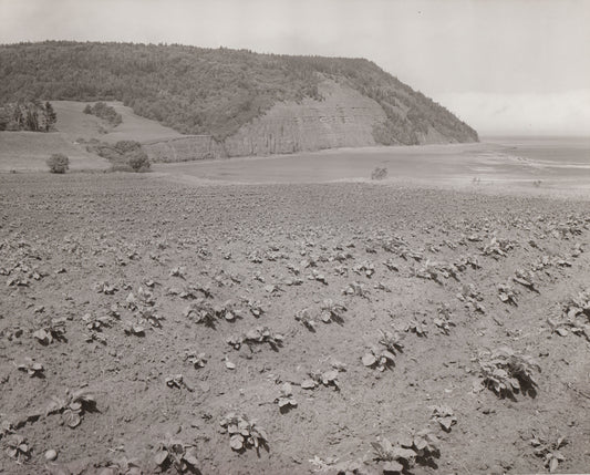 Farm, Lower Blomidon