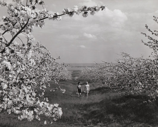 Blossoms at Kingsport