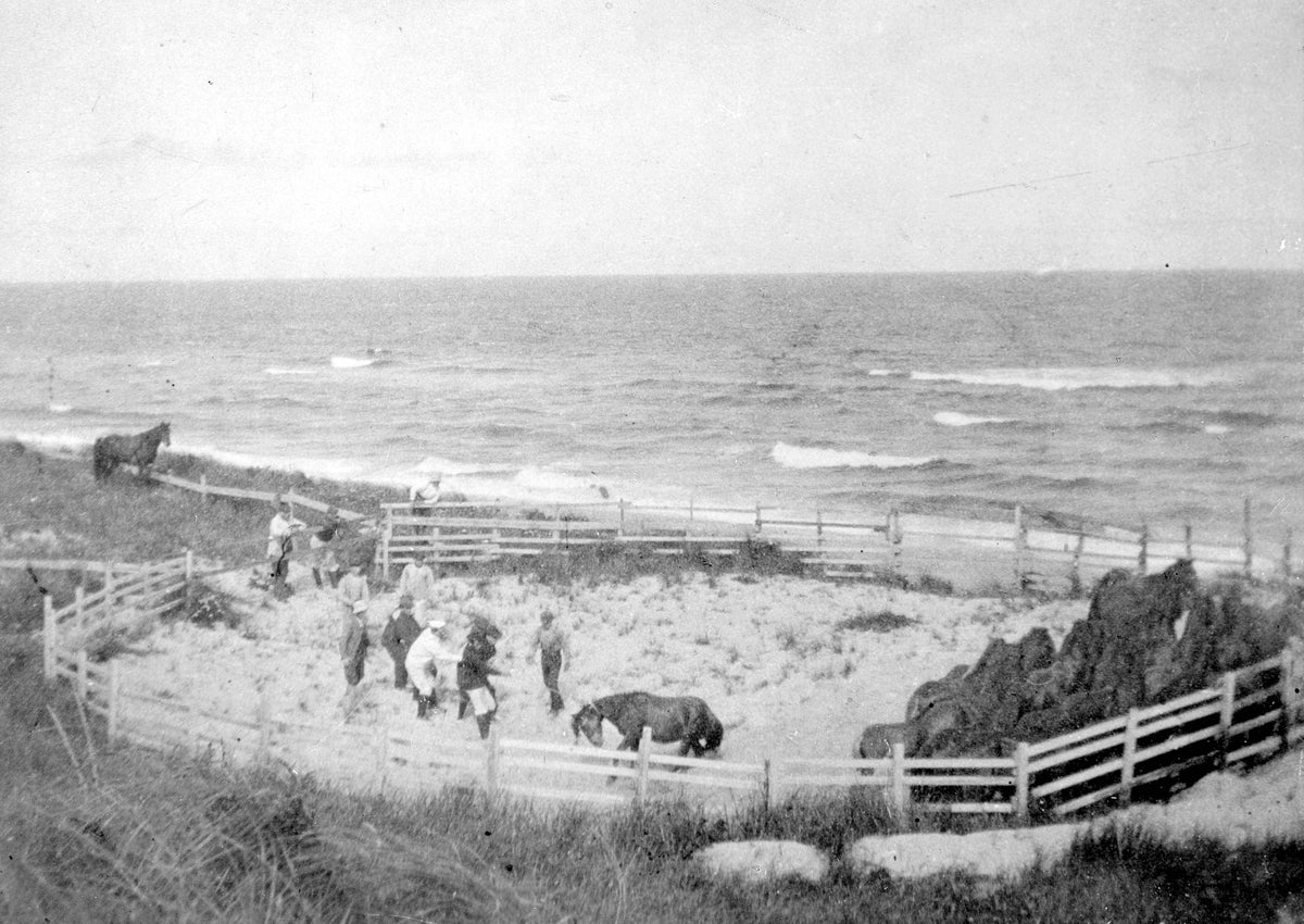 Round up wild Sable Island Ponies