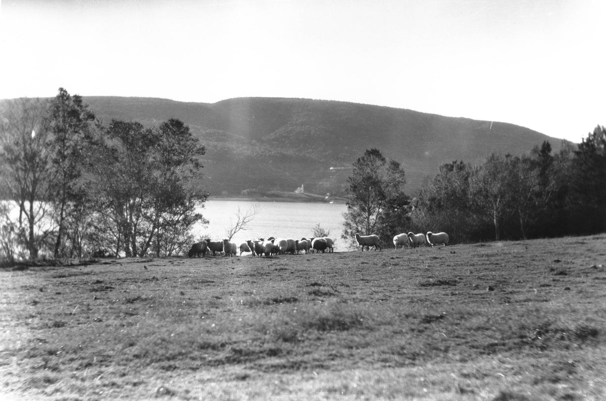 "Sheep grazing, church in distance, Whycocomagh, NS"
