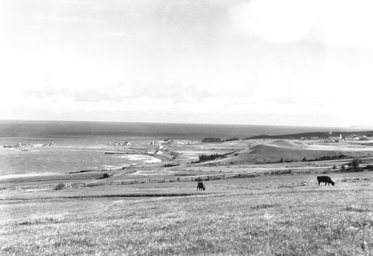 Cattle grazing, Arisaig, NS