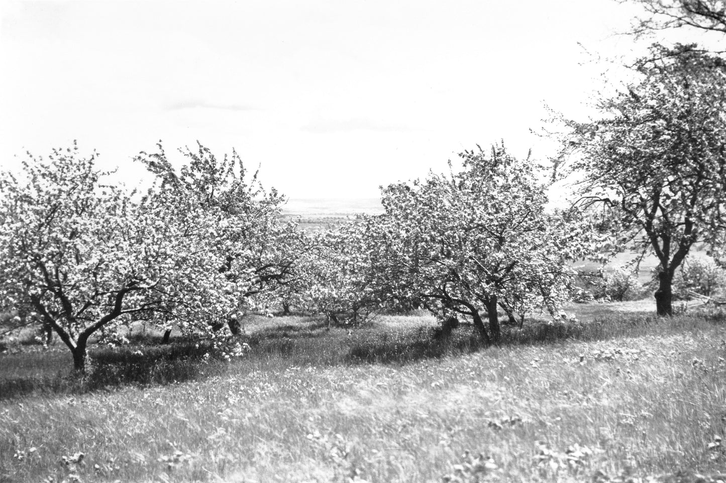 Apple Orchards in bloom