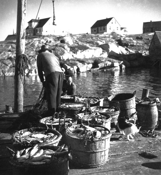 "Unloading tubs of fish and nets, Peggy's Cove, NS"