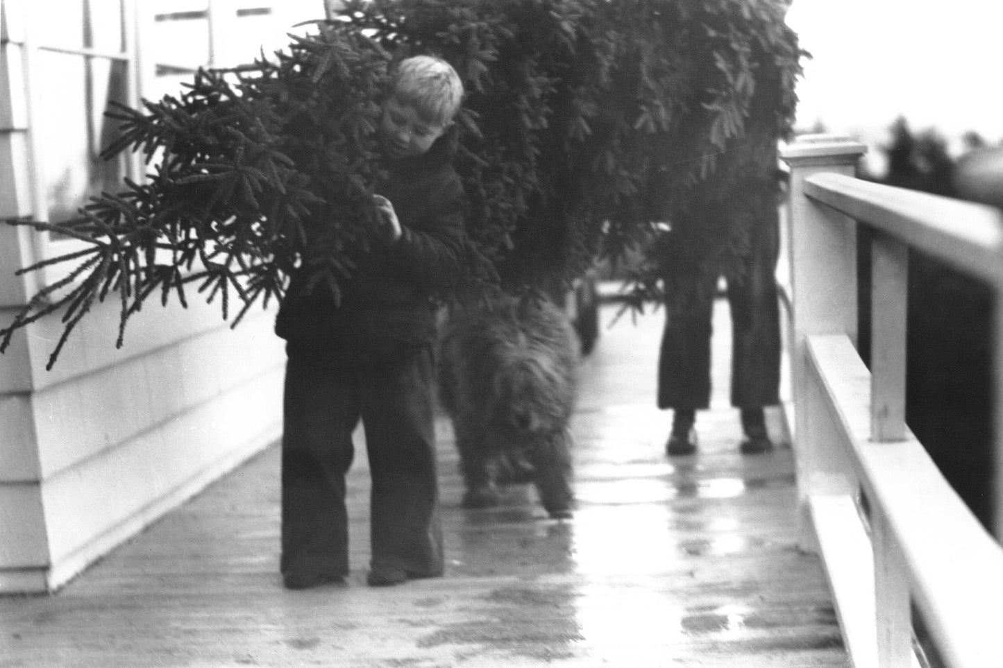 Gary and Dale Conway carrying a Christmas tree, 'Brigadoon', Ferguson's Cove, NS