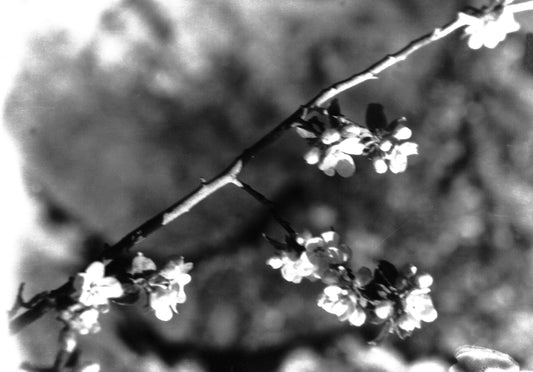 Apple Blossoms