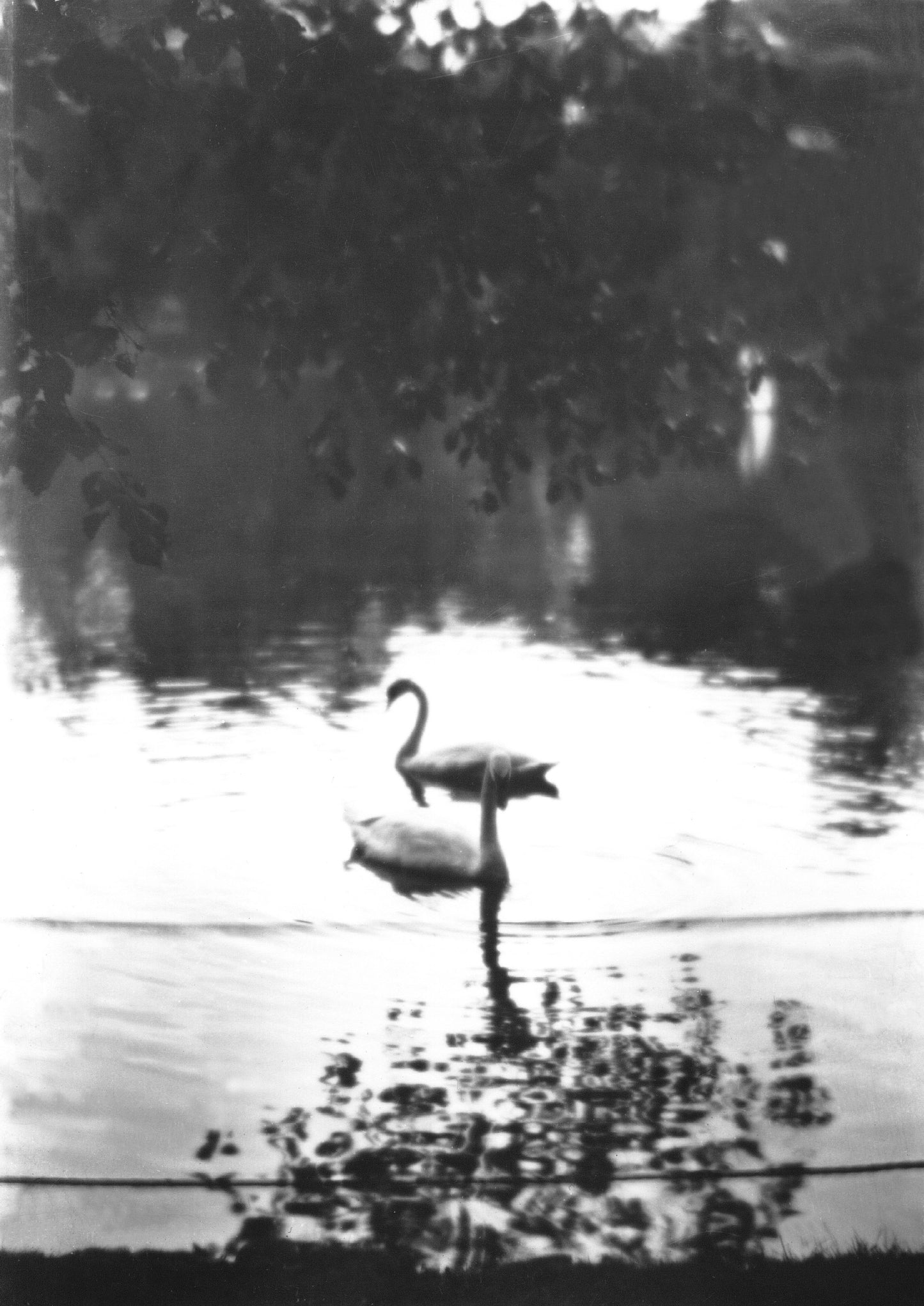 Swans, Public Gardens, Halifax, NS