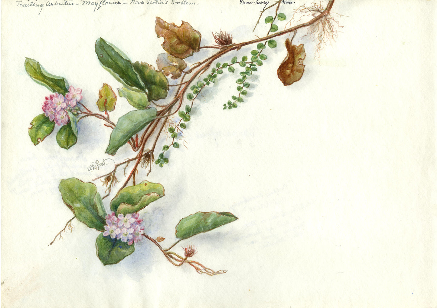 "Trailing Arbutus – 'Mayflower' – Nova Scotia's Emblem / Snow-berry Vine"