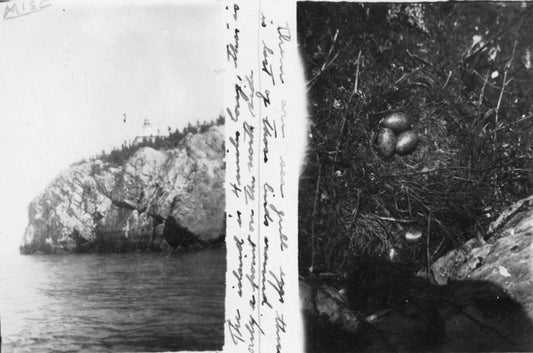 "Pilgrims Island" and "Sea gull's eggs"