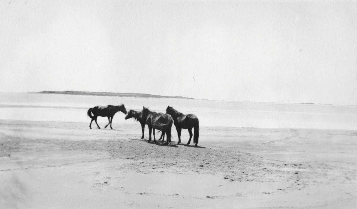 "Sable Island"