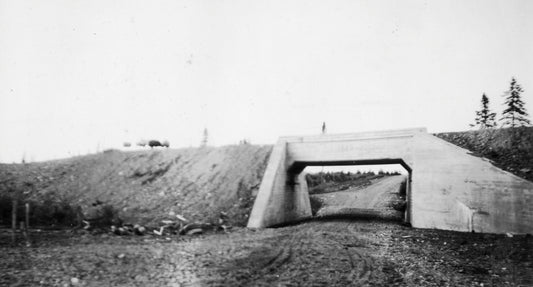 "Sheep feeding on Guysboro Railroad"