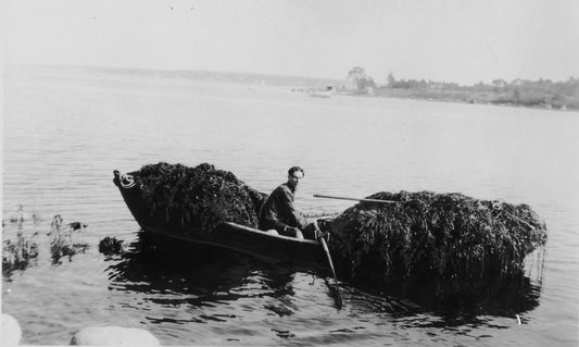 "A boat-load of eel grass"