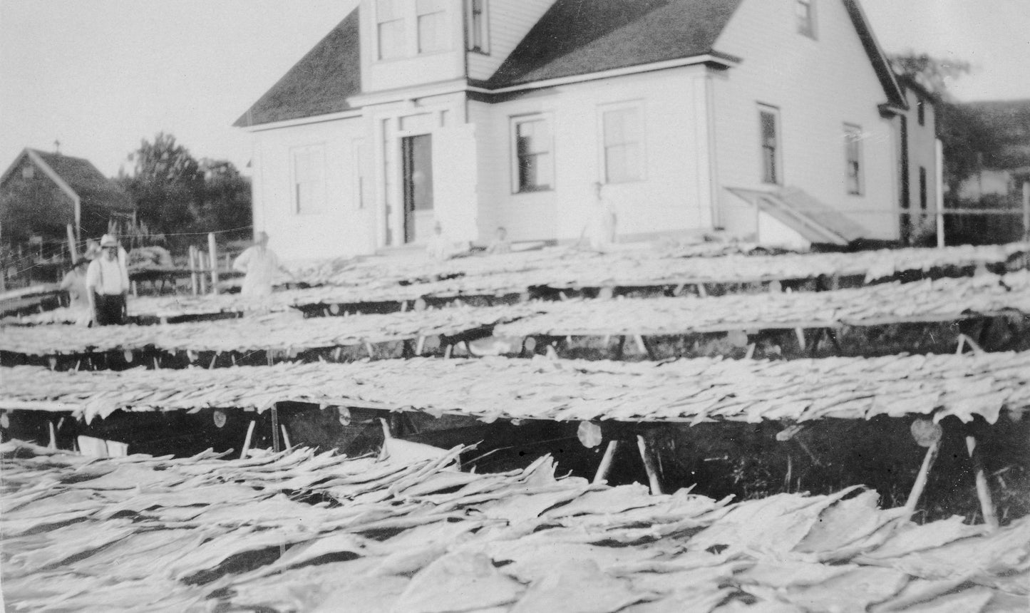Drying fish