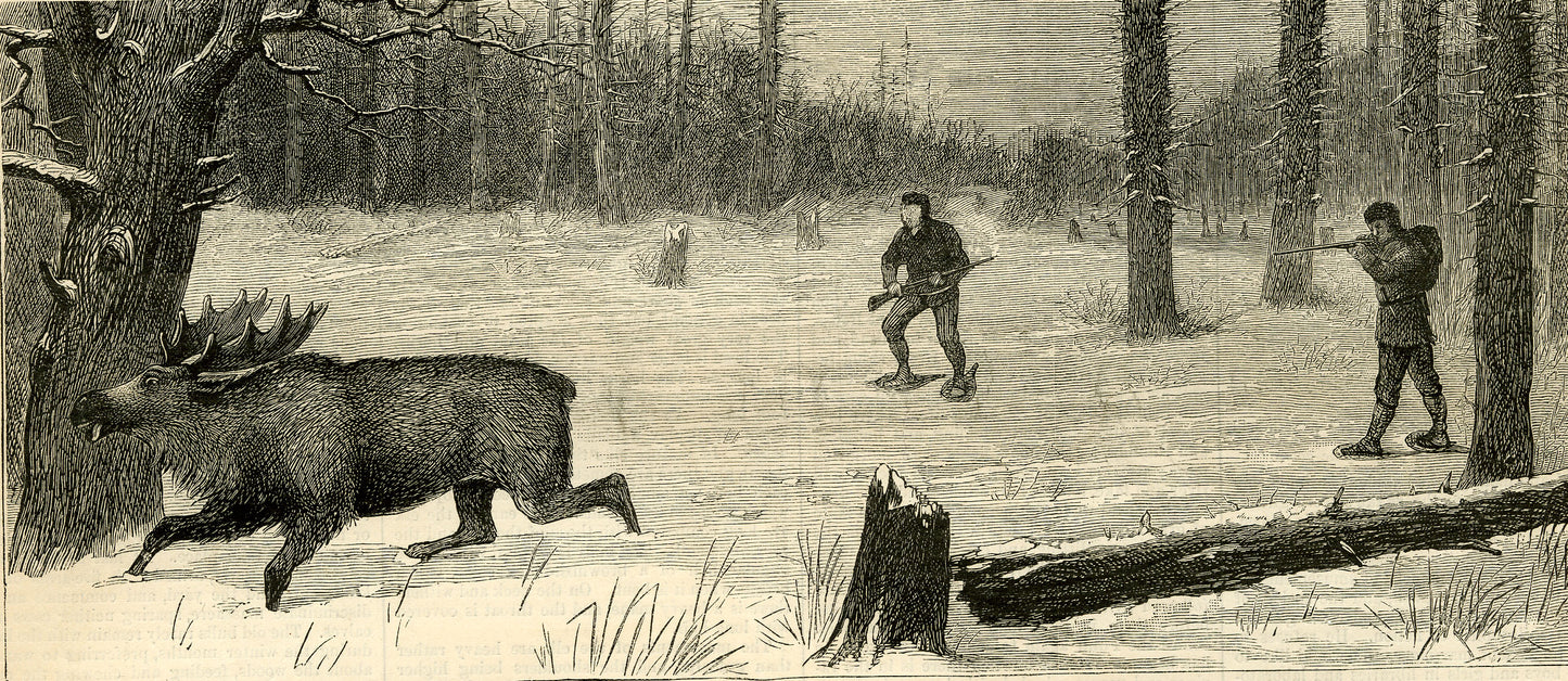 ''Moose-Stalking — The Moose Surprised''