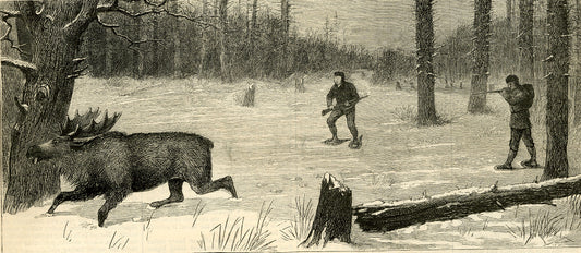 ''Moose-Stalking — The Moose Surprised''