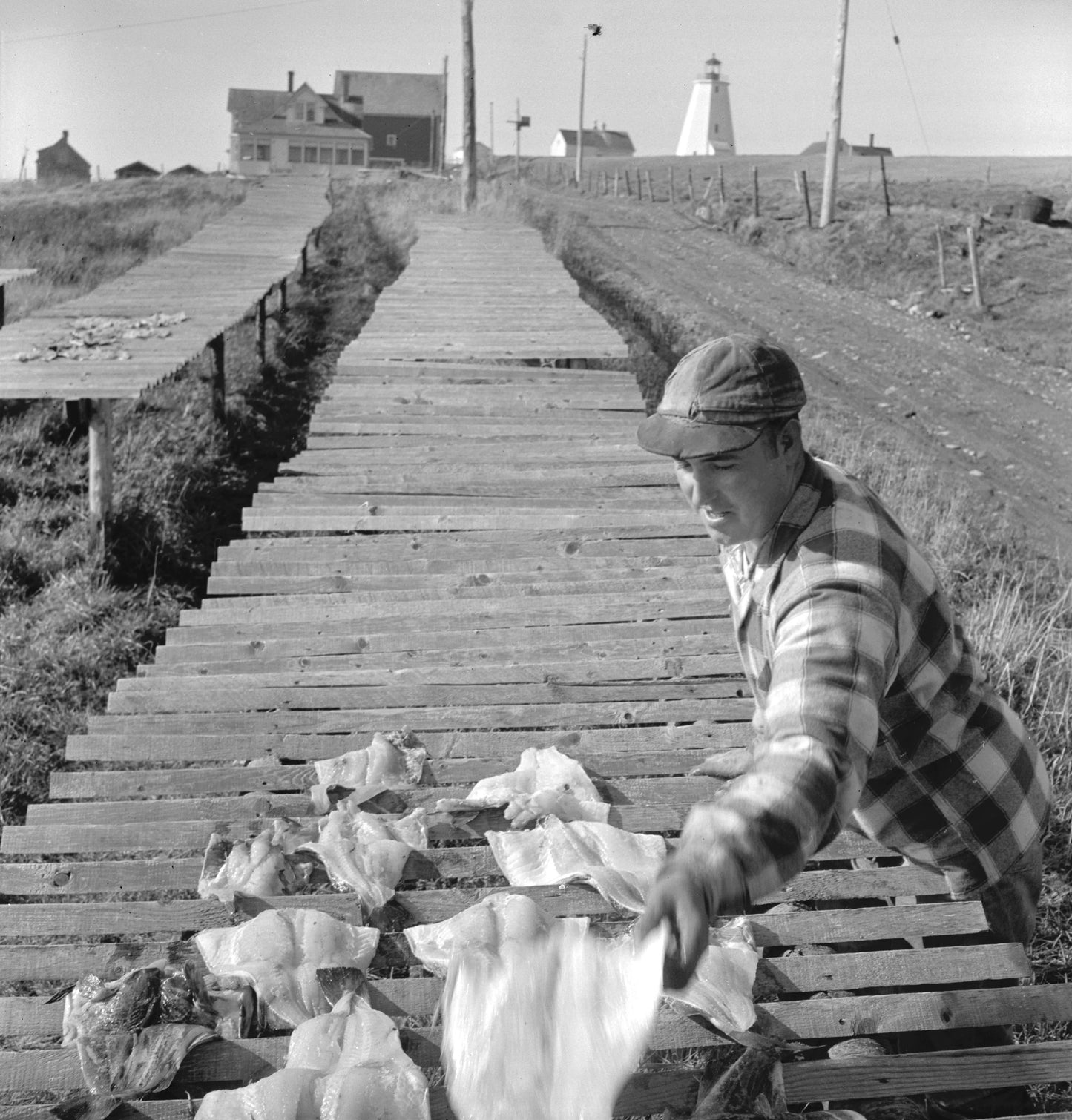 Fisherman drying his own fish on the L.H. Comeau & Son Fish Plant flakes. Cape St. Mary.