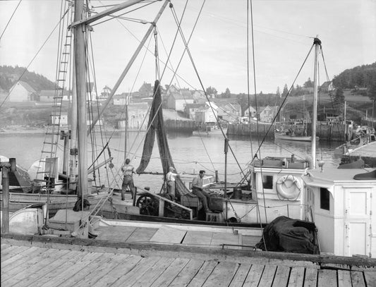 Draggers lying in Trout Cove