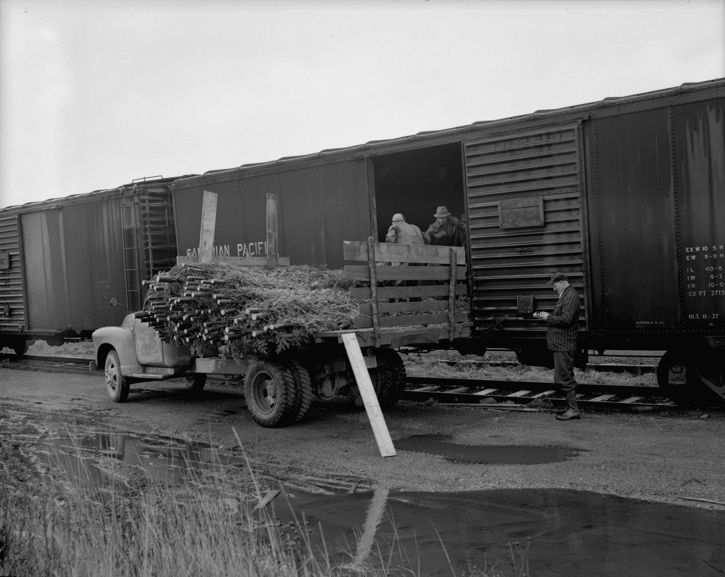 Christmas trees being loaded into box car