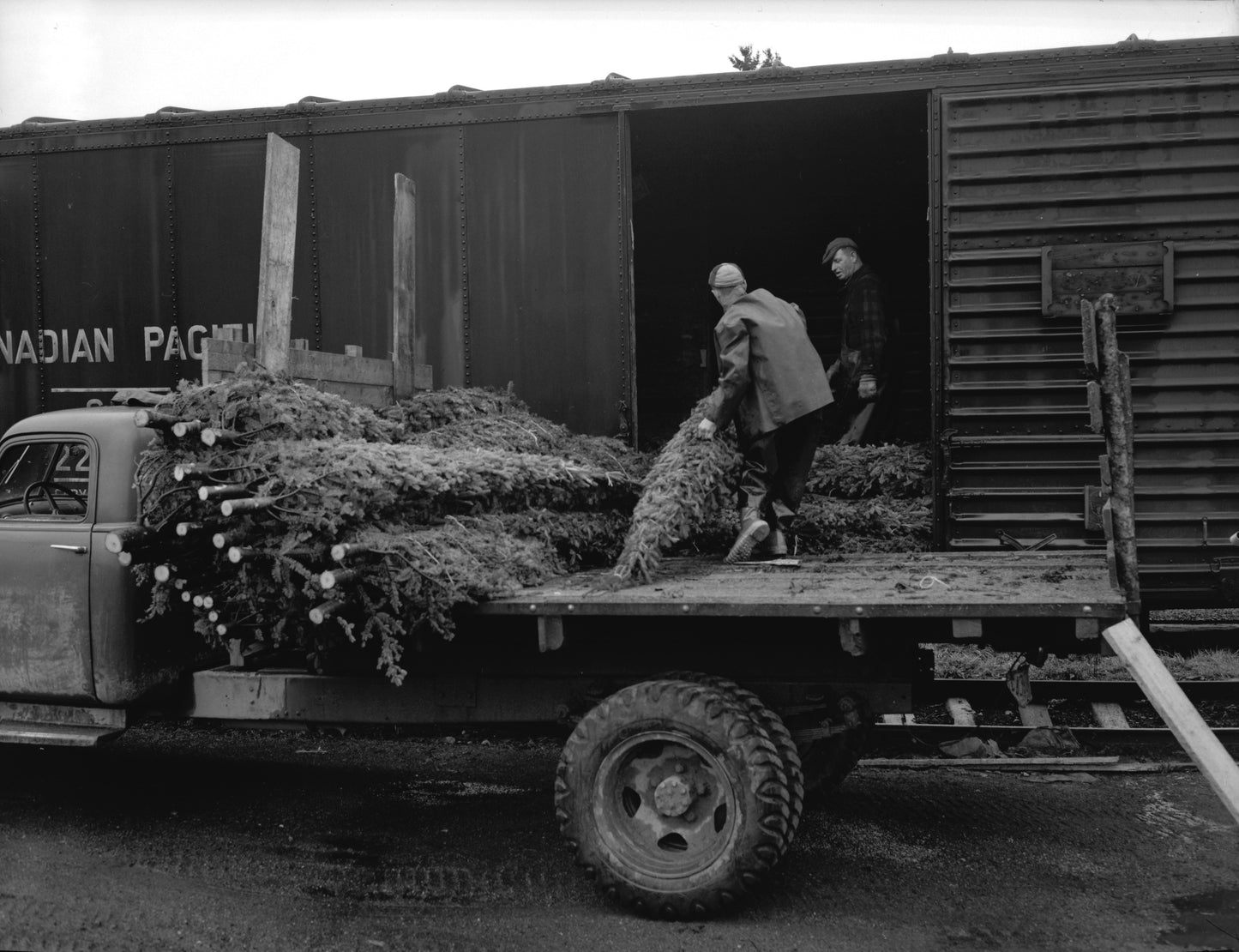 Christmas Trees