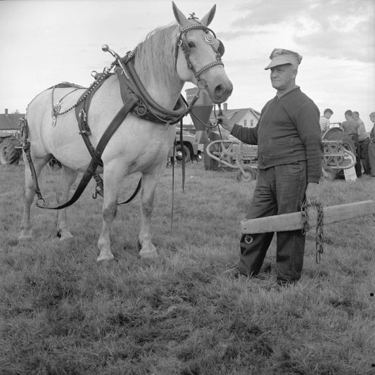 The Maple Leaf Agricultural Society annual exhibition