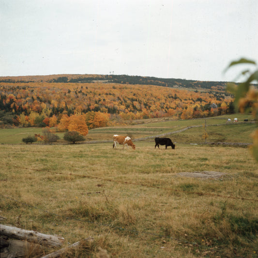 Cows