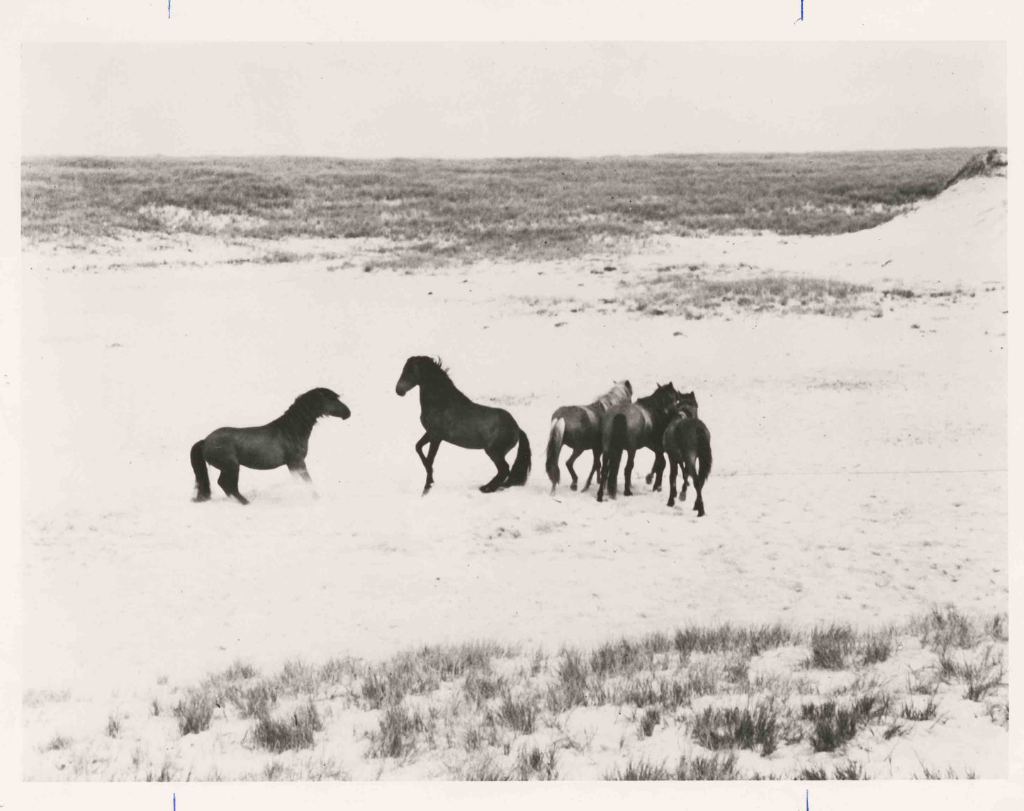 Ponies on a sand dune on Sable Island